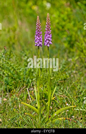Fragrant orchid (Gymnadenia conopsea), two flowering Fragrant orchids, Germany Stock Photo