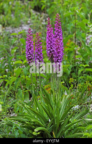 Fragrant orchid (Gymnadenia conopsea), four flowering Fragrant orchids, Germany Stock Photo