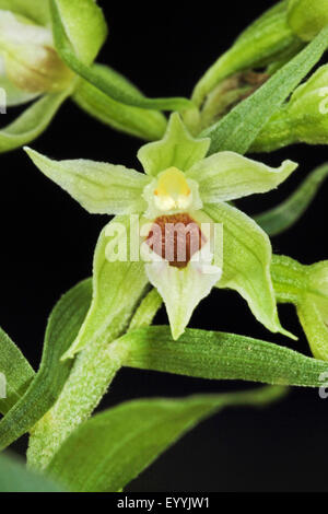 Mueller's Helleborine (Epipactis muelleri), single flower, Germany Stock Photo