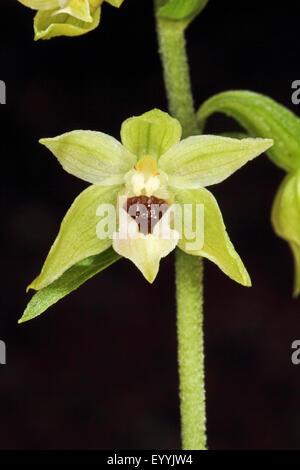 Mueller's Helleborine (Epipactis muelleri), single flower, Germany Stock Photo