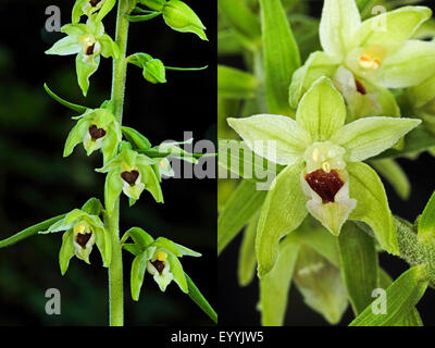 Mueller's Helleborine (Epipactis muelleri), composing of two pictures of an inflorescence and a single flower, Germany Stock Photo
