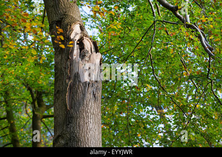 Eurasian tawny owl (Strix aluco), resting in a tree hole in the daytime, Germany Stock Photo