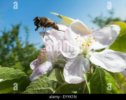 apple tree (Malus domestica), hoverfly on Apple blossom, Austria, Burgenland Stock Photo