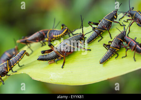 Eastern lubber grasshopper (Romalea microptera), several on feeding plant, USA, Florida Stock Photo