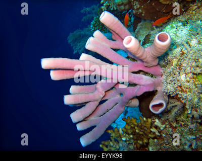 turtleshell bath sponge, large barrel sponge (Xestospongia