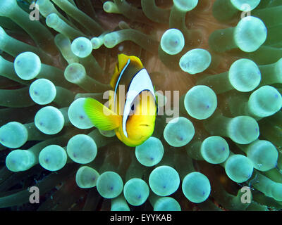 Clownfish (Amphiprioninae), Clownfish between the tentacles of a Bubble-tip anemone, Egypt, Red Sea, Safaga Stock Photo