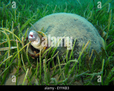 Geometric moray, Peppered moray (Gymnothorax griseus), Peppered moray looks out of a bottle, Egypt, Safaga Stock Photo