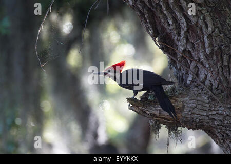 Pileated woodpecker (Dryocopus pileatus), male on the feed at a tree trunk, USA, Florida, Kissimmee Stock Photo