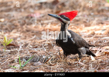 Pileated woodpecker (Dryocopus pileatus), male on the feed on the ground, USA, Florida, Kissimmee Stock Photo