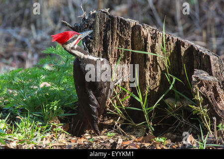 Pileated woodpecker (Dryocopus pileatus), male on the feed at deadwood, USA, Florida, Kissimmee Stock Photo