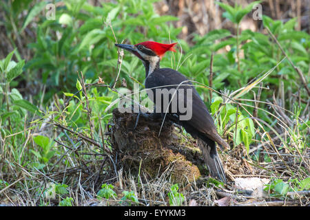 Pileated woodpecker (Dryocopus pileatus), male on the feed at deadwood, USA, Florida, Kissimmee Stock Photo