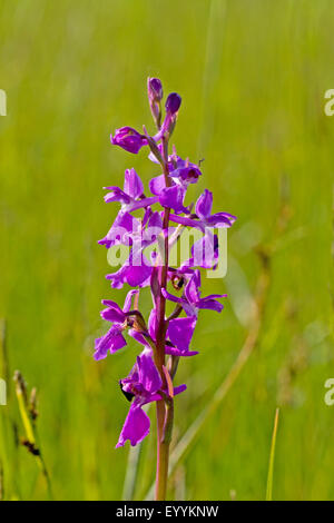 Bog orchid (Orchis palustris, Anacamptis palustris), inflorescence with flowers and flower buds, Germany Stock Photo