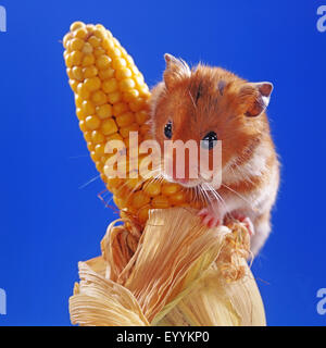 golden hamster (Mesocricetus auratus), golden hamster climbing on a maize cob Stock Photo