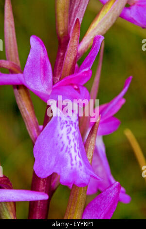 Bog orchid (Orchis palustris, Anacamptis palustris), inflorescence, detail, Germany Stock Photo