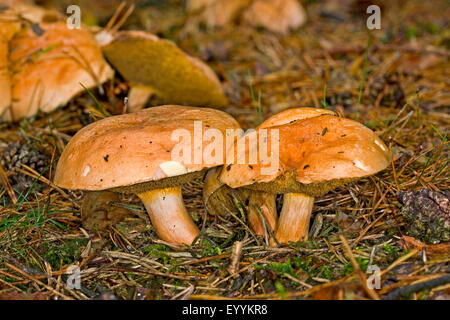 bovine bolete (Suillus bovinus), fruiting bodies on forest floor, Germany Stock Photo