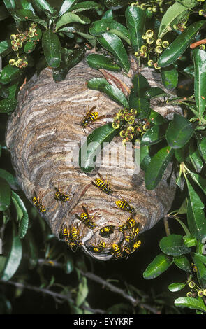 Median wasp (Dolichovespula media), wasp nest at a hedge in a garden, Germany Stock Photo