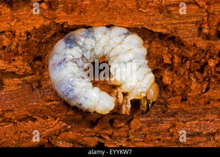 Lucanid beetle (Ceruchus chrysomelinus), beetle larva, male, Germany Stock Photo