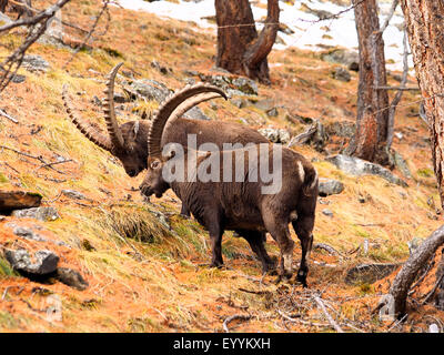 Alpine ibex (Capra ibex, Capra ibex ibex), two males at a slope in autumn, Italy, Gran Paradiso National Park Stock Photo