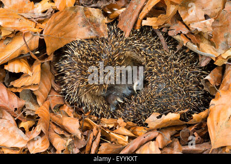 Western hedgehog, European hedgehog (Erinaceus europaeus), overwintering in leaf litter, Germany Stock Photo