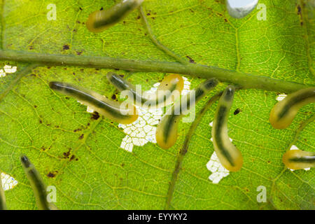 Oak slug sawfly, Oak slugworm (Caliroa annulipes, Eriocampoides annulipes), larvae feeding at an oak leaf, Germany Stock Photo