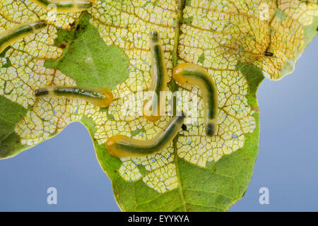 Oak slug sawfly, Oak slugworm (Caliroa annulipes, Eriocampoides annulipes), larvae feeding at an oak leaf, Germany Stock Photo