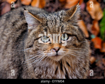 European wildcat, forest wildcat (Felis silvestris silvestris), portrait of a forest wildcat, Germany, Bavaria, Bavarian Forest National Park Stock Photo