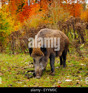 wild boar, pig, wild boar (Sus scrofa), wild sow standing in an autumnal clearing, Germany, Baden-Wuerttemberg Stock Photo