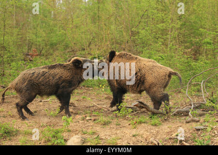 wild boar, pig, wild boar (Sus scrofa), two fighting tuskers, Germany, Baden-Wuerttemberg Stock Photo