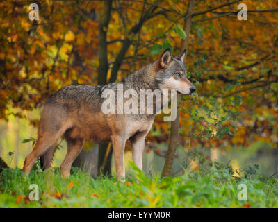 European gray wolf (Canis lupus lupus), standing at the forest edge in autumn, Germany, Bavaria Stock Photo