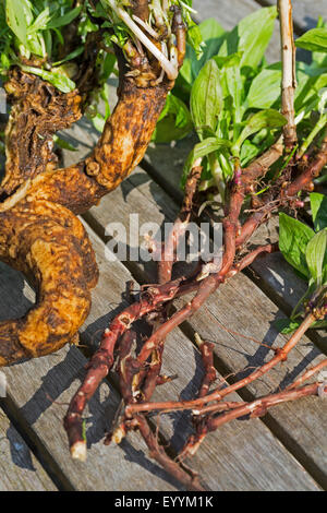 Bouncingbet, Bouncing-bet, Soapwort (Saponaria officinalis), plant with rootstock, Germany Stock Photo