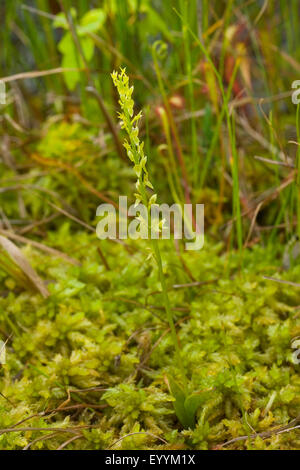 bog orchid, bog adder's-mouth orchid (Hammarbya paludosa, Malaxis paludosa), habit, Germany Stock Photo