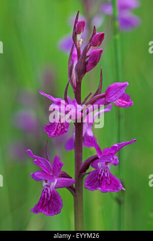 Narrow-leaved marsh-orchid (Dactylorhiza traunsteineri, Orchis traunsteineri), inflorescence, Germany Stock Photo