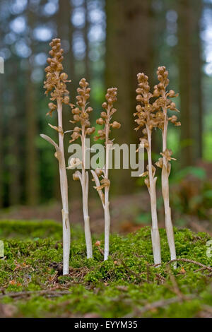 bird's-nest orchid (Neottia nidus-avis), five flowering specimen of bird's-nest orchids, Germany Stock Photo