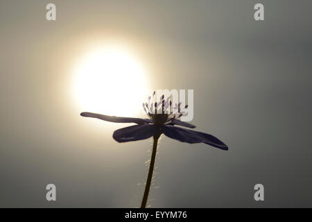 Hepatica liverleaf, American liverwort (Hepatica nobilis, Anemone hepatica), silhouette of a flower in backlight, Germany, Bavaria Stock Photo