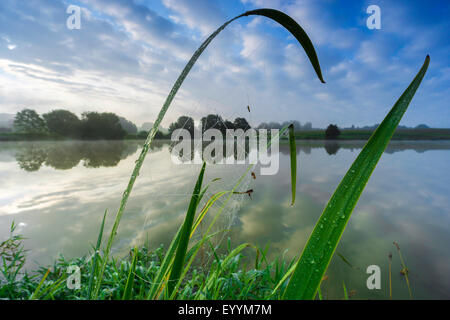 yellow iris, yellow flag (Iris pseudacorus), spiderweb at the leaves of a yellow iris at the shore of a lake in morning light, Germany, Brandenburg, Templin Stock Photo