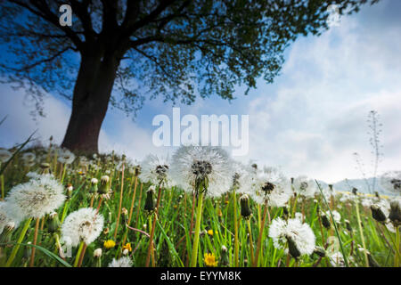 common dandelion (Taraxacum officinale), blowballs in a meadow, Germany, Saxony, Vogtland, Jocketa Stock Photo