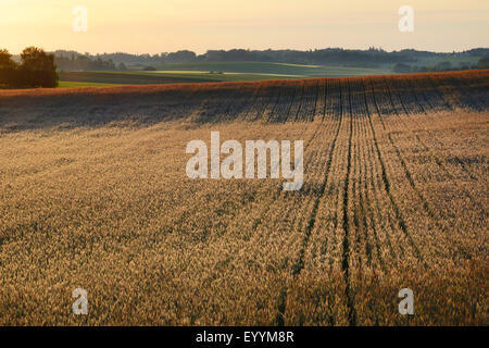 cultivated rye (Secale cereale), rye field in backlight at sunrise, Germany, Bavaria Stock Photo