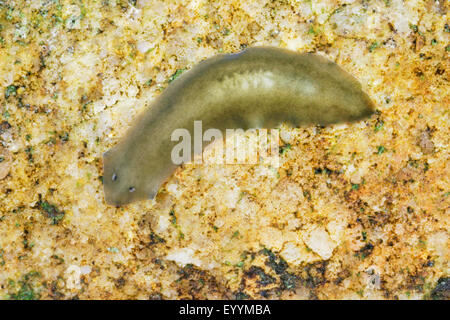 flatworm (Dugesia gonocephala, Planaria gonocephala), on a stone under water Stock Photo