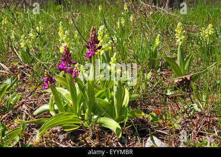 pale-flowered orchid (Orchis pallens), many flowering specimen in a meadow, Germany Stock Photo