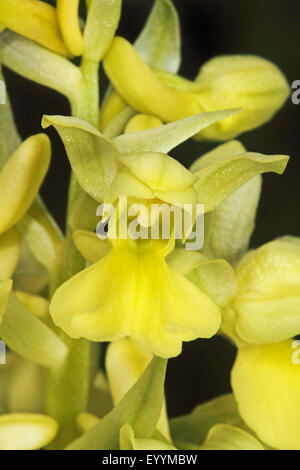 pale-flowered orchid (Orchis pallens), flowers, Germany Stock Photo