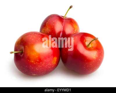 red plum isolated Stock Photo
