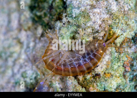 Lacustrine amphipod, Lacustrine shrimp (Gammarus roeseli), swimming, Germany, Bavaria Stock Photo