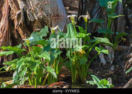 calla lily (Zantedeschia spec.), at forest edge, Australia, Western Australia, Karridale Stock Photo