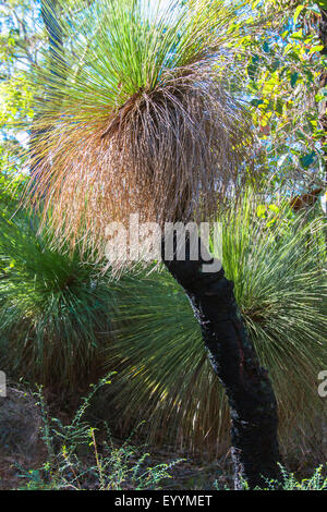 Grass Tree, Black Boy (Xanthorrhoea spec.), several grass trees next to eachother, Australia, Western Australia, Cave Road Stock Photo
