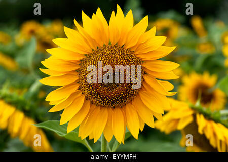 sunflower field Stock Photo