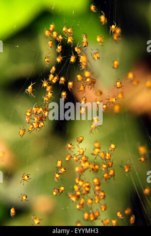 cross orbweaver, European garden spider, cross spider (Araneus diadematus), juveniles in web, Germany Stock Photo