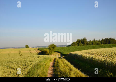 fieldpath between grain fields in summer, Germany, Bavaria Stock Photo