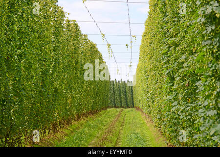 common hop (Humulus lupulus), hop garden, harvesting hops, Germany, Bavaria Stock Photo