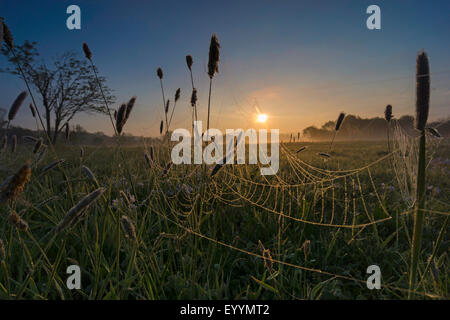 morning dew on spider web in a meadow at sunrise, Germany, Saxony, Vogtland, Plauen Stock Photo