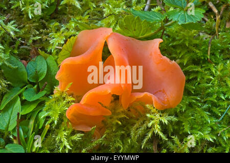 Apricot jelly (Tremiscus helvelloides, Guepinia helvelloides, Phlogiotis helvelloides, Guepinia rufa), fruiting bodies on mossy ground, Germany Stock Photo